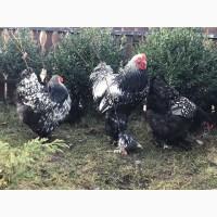 Інкубаційне яйце. Курчата, Брама срібло, фарфоровий