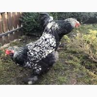 Інкубаційне яйце. Курчата, Брама срібло, фарфоровий