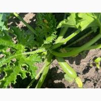 Продам кабачок