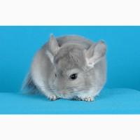 Шиншила хлопчик фіолет