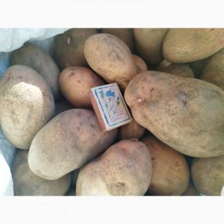 Продам картоплю