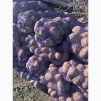 Продам картоплю буряк морква