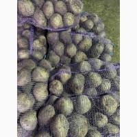 Продам картоплю буряк морква