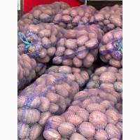 Продам картоплю буряк морква