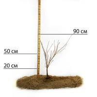 Саджанці агрусу Ізумруд