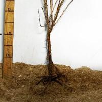 Саджанці агрусу Ізумруд