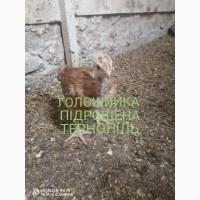 Курчатко Голошийка підрощена