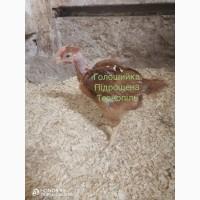 Курчатко Голошийка підрощена