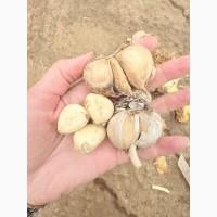 Продам часник на переробку або для загального харчування