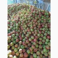 Закупка яблук на соки