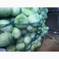 Продам капусту гібрид Агресор, Продікус, Еспект