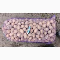 Продам семеной картофель