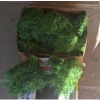 Продам кріп