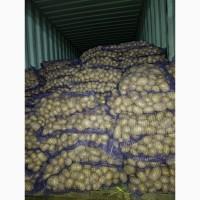 Продам товарный картофель