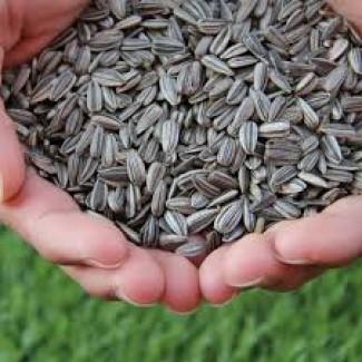 Агрокомпанія Купляє Соняшник з доставкою По всій Україні