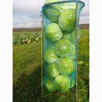 Продам капусту пізню 2-4 кг Альбатрос