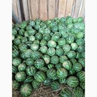 Продам кавун. Кількість обмежена до 15 тон