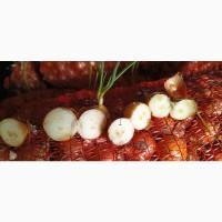 Продам цибулю на перо, не фазована, розмір 30-40