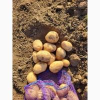 Продам насіння картоплі сорту Арізона. 1, 2, 3 репродукції. Опт від 10 тонн