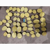 Картопля товарна сорту Тоскана, з господарства