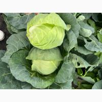 Продам Молоду капусту