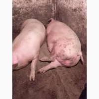 Продам поросята жива вага тушки четвертини