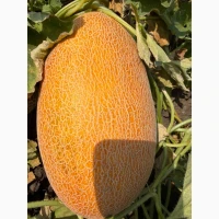 Продам дыню Мазим