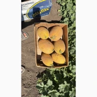 Продам дыню Мазим