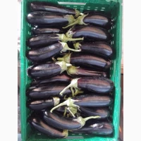 Продам баклажан сетевой