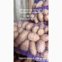 Продам товарну та посадкову картоплю 25т, Чернігівська обл