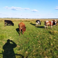 Продам ВРХ. Бики