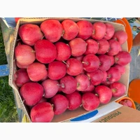 Продам яблоко