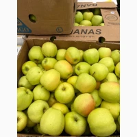 Продам яблука в асортименті без парші