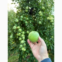Продам яблука в асортименті без парші