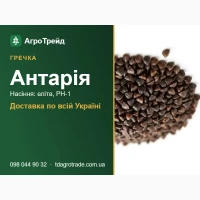 Насіння гречки Антарія - еліта, РН-1