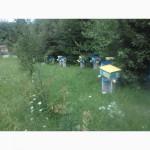 Пчелопакеты. Пчеломатки Карпатской пчелы с доставкой по Украине