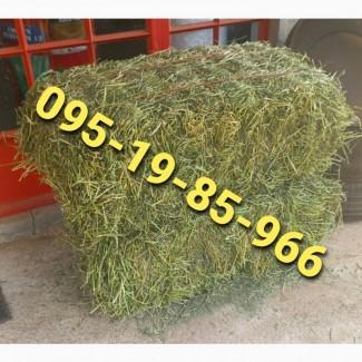 Сено луговое разнотравье, сено люцерны с доставкой