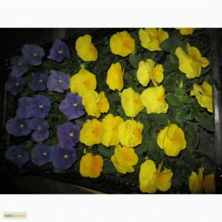 Продам віолу