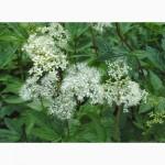 Таволга вязолистая, Лабазник