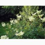 Таволга вязолистая, Лабазник