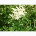 Таволга вязолистая, Лабазник