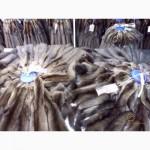 Шкурки соболя