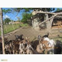 Продам Нубийских козлят