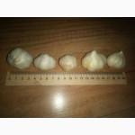 Яровой чеснок
