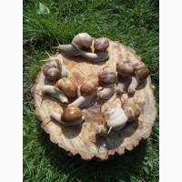 Виноградная улитка helix pomatia