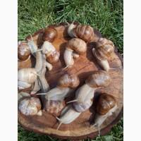 Виноградная улитка helix pomatia