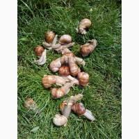Виноградная улитка helix pomatia