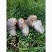Виноградная улитка helix pomatia