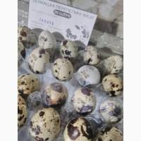Продам перепелиные яйца.оптом от 500 уп