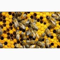 Пчелосемьи, пчелы